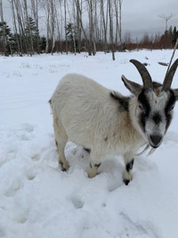 Dwarf goat for sale $150