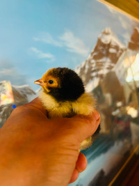 Gold Laced Brahma chicks -one day old