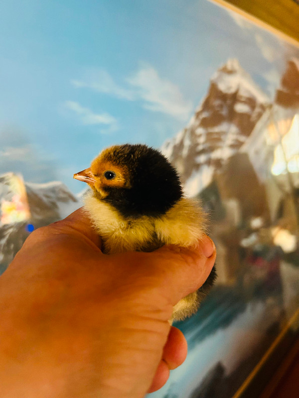 Gold Laced Brahma chicks -one day old in Other Pets for Rehoming in Edmonton