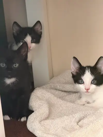 Adorable Kittens, View more
