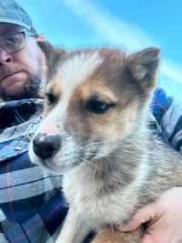 Seppala puppy for Sale