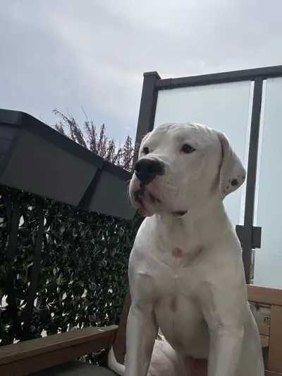 dog for sale, View more