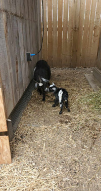 Goat with baby