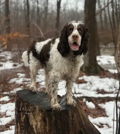 English Springer Spaniel, View more