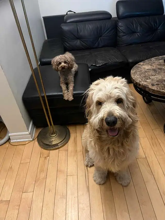 2 Dogs / Pets for Sale. Golden Doodle and Toy poodle in Dogs & Puppies for Rehoming in Ottawa - Image 4