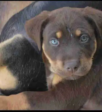 Litter Trained Puppies, View more
