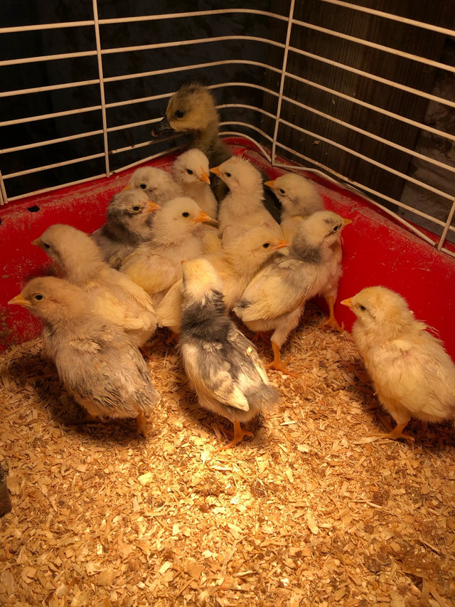 Layer chicks in Livestock in Oshawa / Durham Region - Image 2