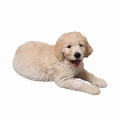 Standard Male Golden doodle Puppy, View more