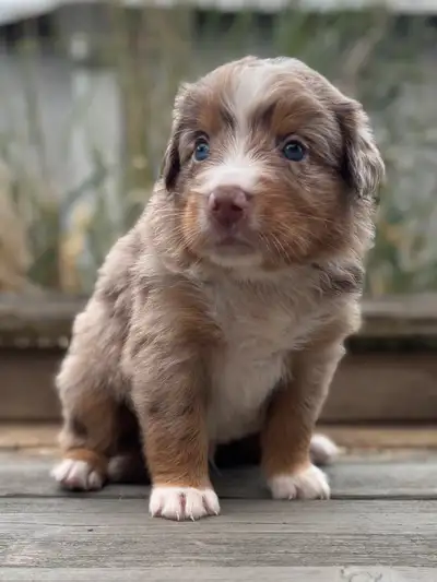 Registered Australian Shepherd Puppies, View more