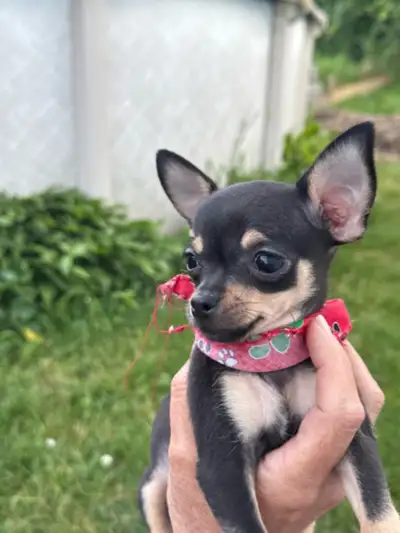 Chihuahuas pure race noir Et tan, View more