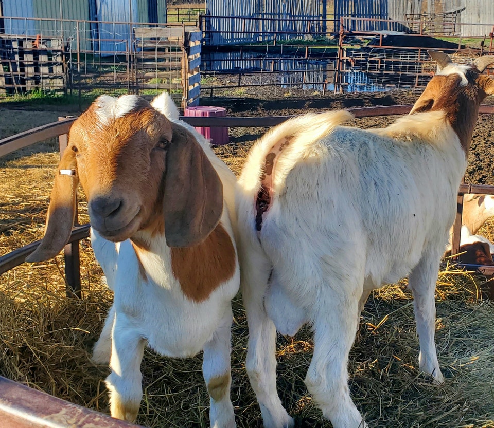 Goat kids/butcher/breeding | Livestock | Brandon | Free local ...