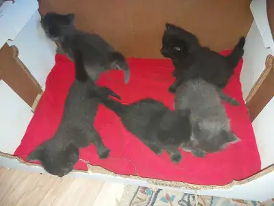 Kittens for rehoming, View more
