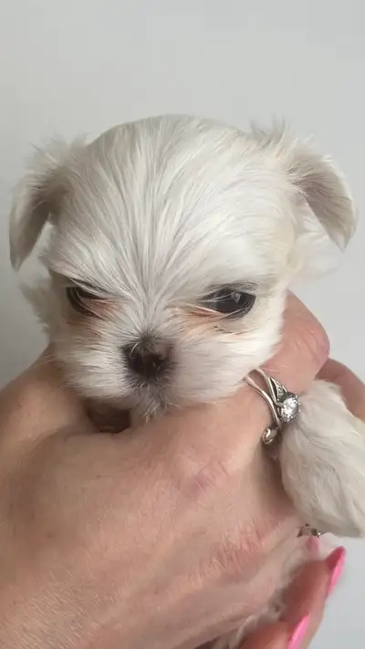 514-497-1649 telephone Nos chiots Bichon Maltais miniatures sont élevés avec amour dans un environne...