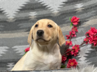 Black Cocolate and Yellow Labrador Puppies 