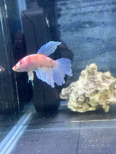 Koi betta !, View more