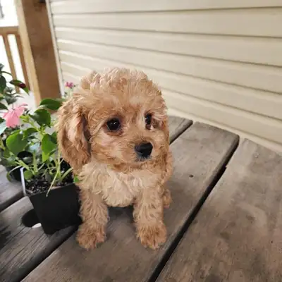 Looking for your perfect companion that does not shed. We have one adorable smart little male cockap...