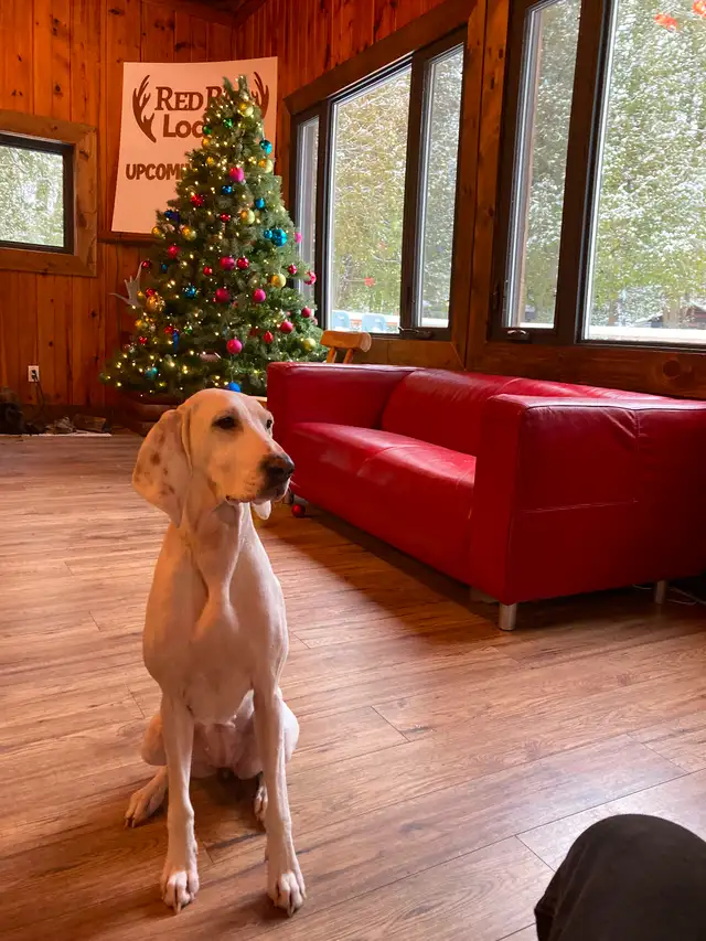 Rare opportunity. in Dogs & Puppies for Rehoming in City of Toronto - Image 8