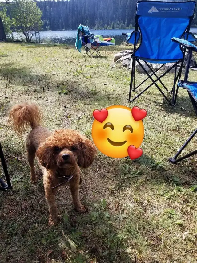 Cavapoo puppies in Dogs & Puppies for Rehoming in Kamloops - Image 9