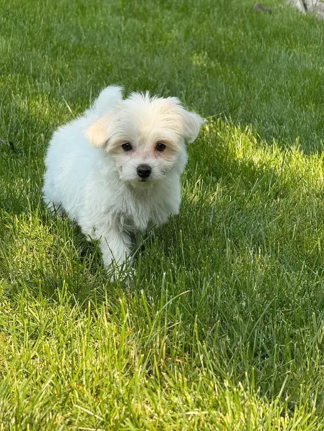 Gorgeous Maltese puppy in Dogs & Puppies for Rehoming in City of Toronto - Image 3