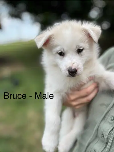 Pomsky Puppies - Ready for Homes July 18th, View more
