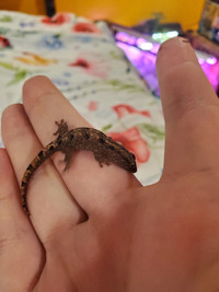 Gunther's forest gecko baby