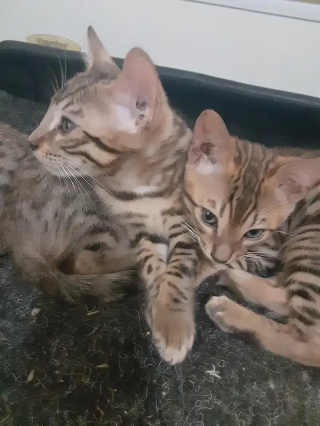 chaton bengal pure race parent sur place in Cats & Kittens for Rehoming in Trois-Rivières - Image 8