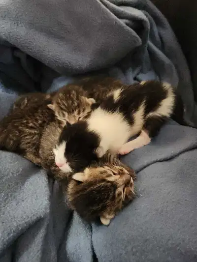 Kittens for sale, View more