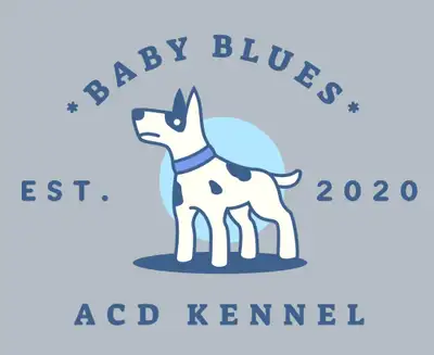 Australian Cattle Dogs, View more