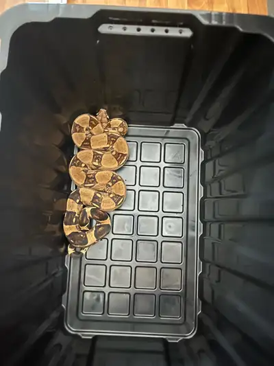 2 year old Boa Constrictor with everything included, View more