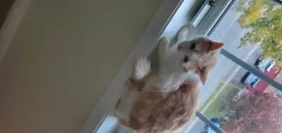 Siberian Cat, View more