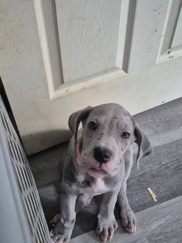 Great Dane Puppies in Dogs & Puppies for Rehoming in Sudbury - Image 17