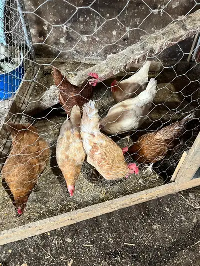 ISA and Olive Eggers laying hens, View more