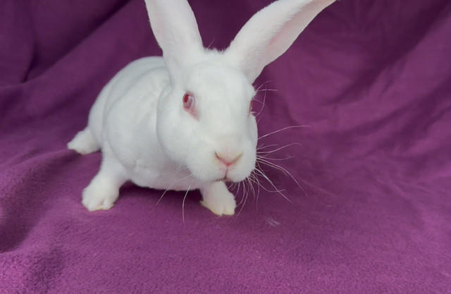 Purebred Baby Standard Rex Rabbits in Small Animals for Rehoming in Woodstock - Image 3