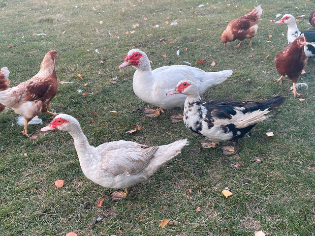 Young Muscovy ducks in Livestock in Calgary - Image 4