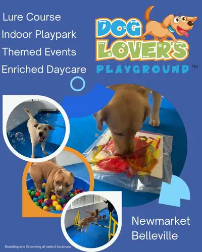 “Play, Learn, and Wag!”, View more