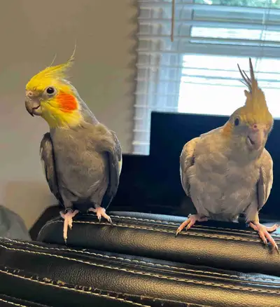 Pair of Cockatiel for rehoming, View more
