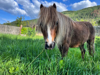 9yr old Miniature Horse