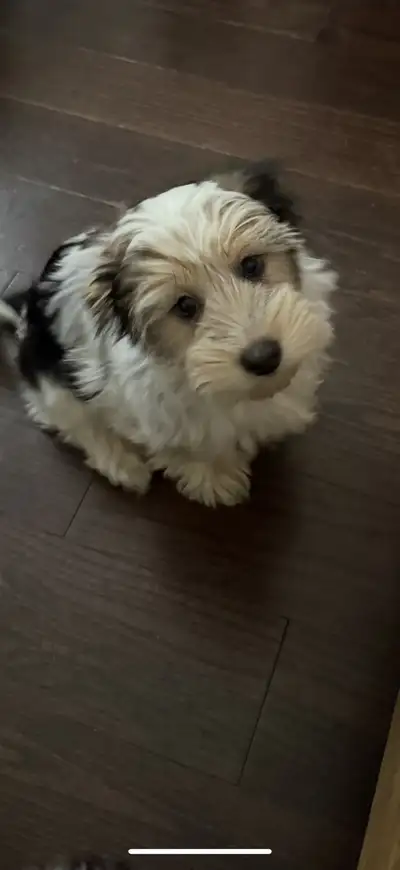 morkie puppies for sale!, View more