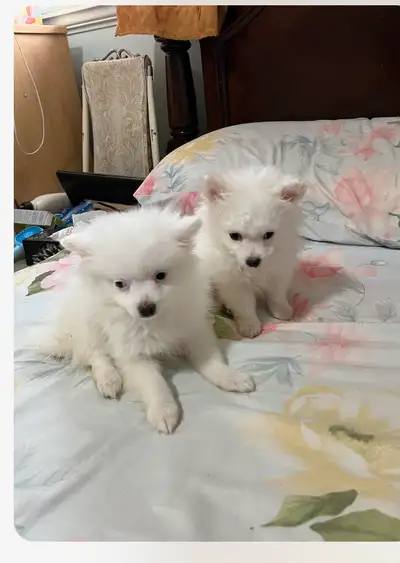 Rehoming of  Pomeranian puppy, View more
