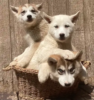 Husky puppys for sale, View more