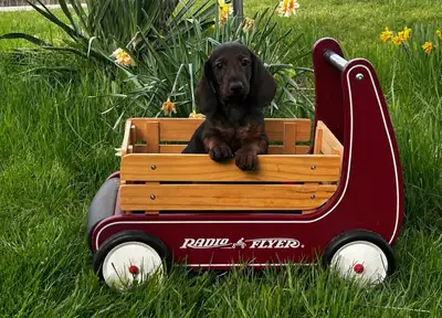 CKC registered standard dachshunds, View more