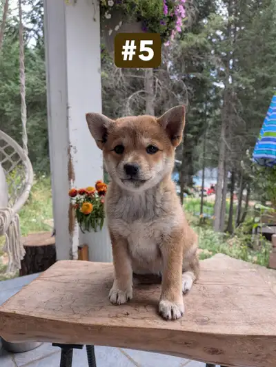 Shiba Inu Puppies, View more