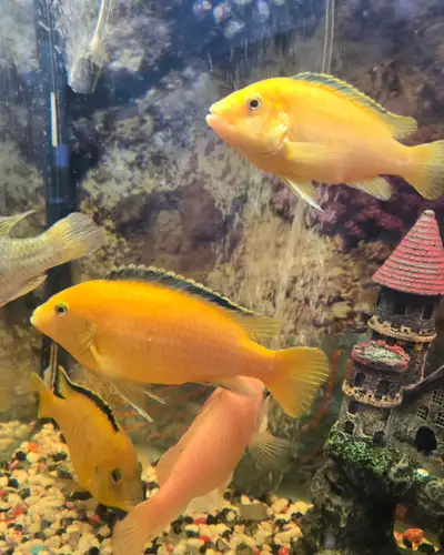 Yellowlab Cichlid, View more