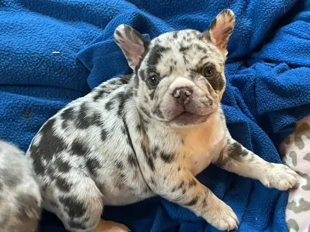 Pawdorabulls French Bulldogs - coming July 6 and July 9!!!! in Dogs & Puppies for Rehoming in Ottawa - Image 2