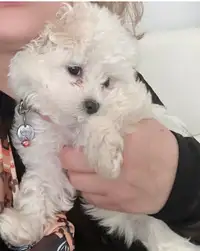 Puppy maltese four months for sale