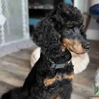 Saskatoon: Male “Moyen” Sized Poodle, View more