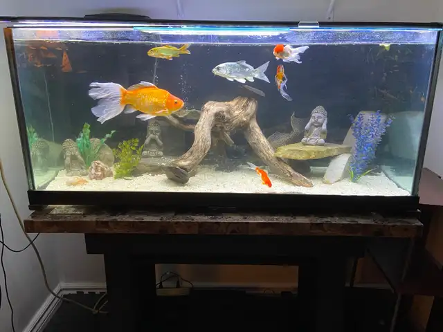 75 GALLON AQUARIUM FISH TANK $1100 - Pickering in Accessories in City of Toronto - Image 7