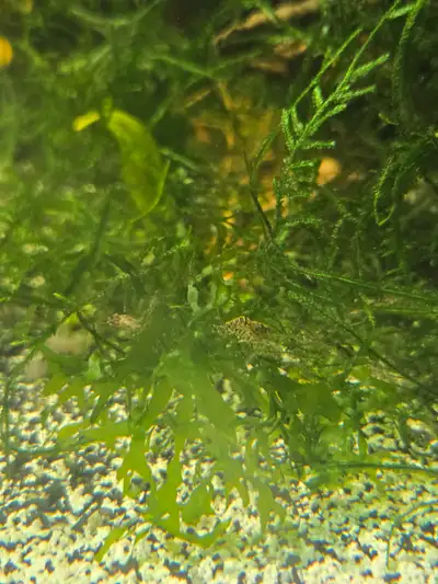 Wild type shrimp, View more