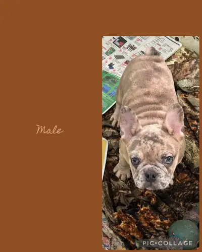 Bantam Bulldog Puppies, View more