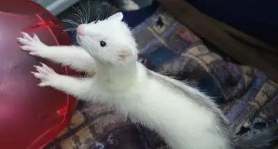 AFFORDABLE PET SITTING THIS WINTER!, View more